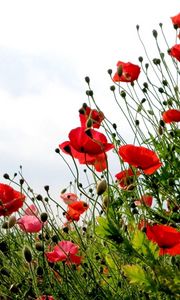 Preview wallpaper poppies, field, summer, sky, verdure, grass