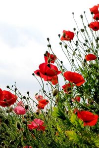 Preview wallpaper poppies, field, summer, sky, verdure, grass