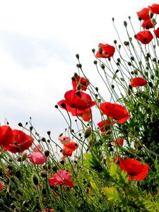 Preview wallpaper poppies, field, summer, sky, verdure, grass