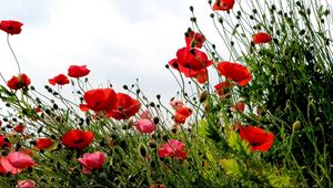 Preview wallpaper poppies, field, summer, sky, verdure, grass