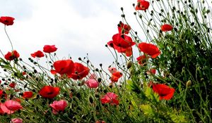 Preview wallpaper poppies, field, summer, sky, verdure, grass