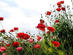 Preview wallpaper poppies, field, summer, sky, verdure, grass