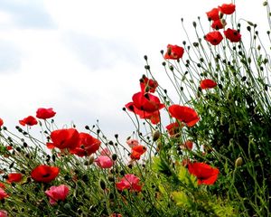 Preview wallpaper poppies, field, summer, sky, verdure, grass