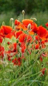 Preview wallpaper poppies, field, summer, blur, green