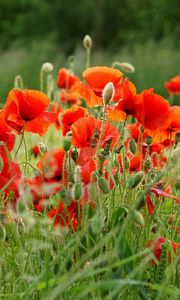 Preview wallpaper poppies, field, summer, blur, green