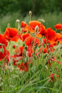 Preview wallpaper poppies, field, summer, blur, green