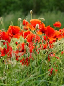 Preview wallpaper poppies, field, summer, blur, green