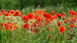 Preview wallpaper poppies, field, summer, blur, green