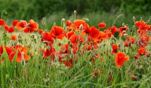 Preview wallpaper poppies, field, summer, blur, green