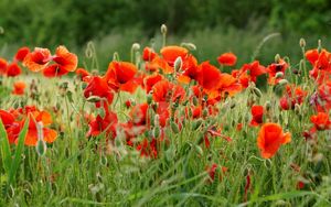 Preview wallpaper poppies, field, summer, blur, green