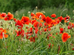 Preview wallpaper poppies, field, summer, blur, green