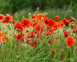 Preview wallpaper poppies, field, summer, blur, green