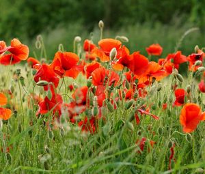 Preview wallpaper poppies, field, summer, blur, green