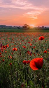 Preview wallpaper poppies, field, sunset, horizon, bloom