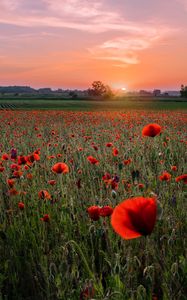 Preview wallpaper poppies, field, sunset, horizon, bloom