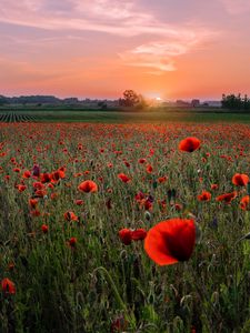 Preview wallpaper poppies, field, sunset, horizon, bloom