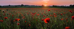 Preview wallpaper poppies, field, sunset, horizon, bloom