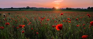 Preview wallpaper poppies, field, sunset, horizon, bloom