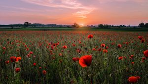 Preview wallpaper poppies, field, sunset, horizon, bloom