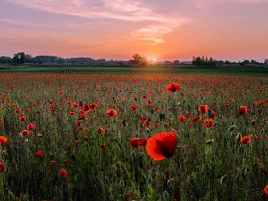 Preview wallpaper poppies, field, sunset, horizon, bloom