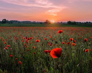 Preview wallpaper poppies, field, sunset, horizon, bloom