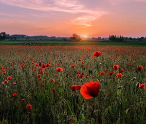 Preview wallpaper poppies, field, sunset, horizon, bloom