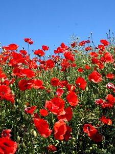 Preview wallpaper poppies, fields, green, sun, sky, summer