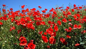 Preview wallpaper poppies, fields, green, sun, sky, summer