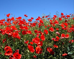 Preview wallpaper poppies, fields, green, sun, sky, summer