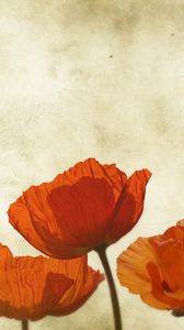 Preview wallpaper poppies, flowers, background