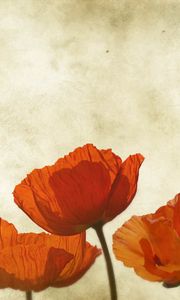 Preview wallpaper poppies, flowers, background