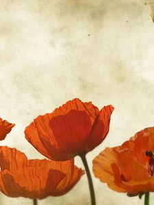 Preview wallpaper poppies, flowers, background