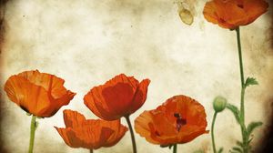 Preview wallpaper poppies, flowers, background