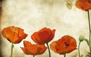 Preview wallpaper poppies, flowers, background