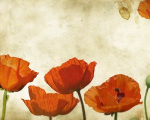 Preview wallpaper poppies, flowers, background