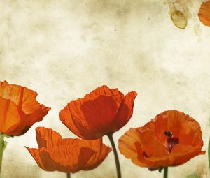 Preview wallpaper poppies, flowers, background