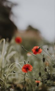 Preview wallpaper poppies, flowers, blur, bloom, field