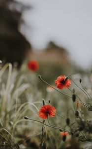 Preview wallpaper poppies, flowers, blur, bloom, field