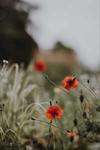 Preview wallpaper poppies, flowers, blur, bloom, field