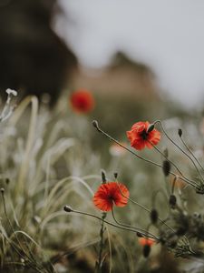 Preview wallpaper poppies, flowers, blur, bloom, field