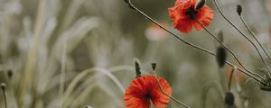 Preview wallpaper poppies, flowers, blur, bloom, field