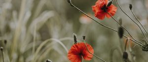 Preview wallpaper poppies, flowers, blur, bloom, field