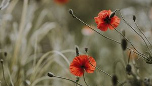 Preview wallpaper poppies, flowers, blur, bloom, field