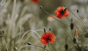 Preview wallpaper poppies, flowers, blur, bloom, field