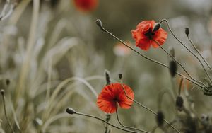 Preview wallpaper poppies, flowers, blur, bloom, field