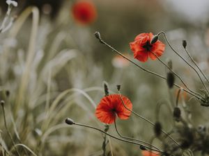 Preview wallpaper poppies, flowers, blur, bloom, field