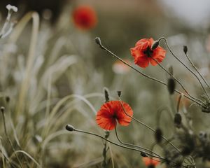 Preview wallpaper poppies, flowers, blur, bloom, field