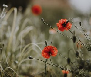 Preview wallpaper poppies, flowers, blur, bloom, field