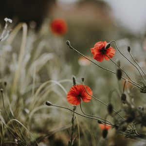 Preview wallpaper poppies, flowers, blur, bloom, field