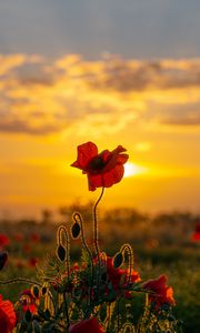 Preview wallpaper poppies, flowers, buds, field, sun